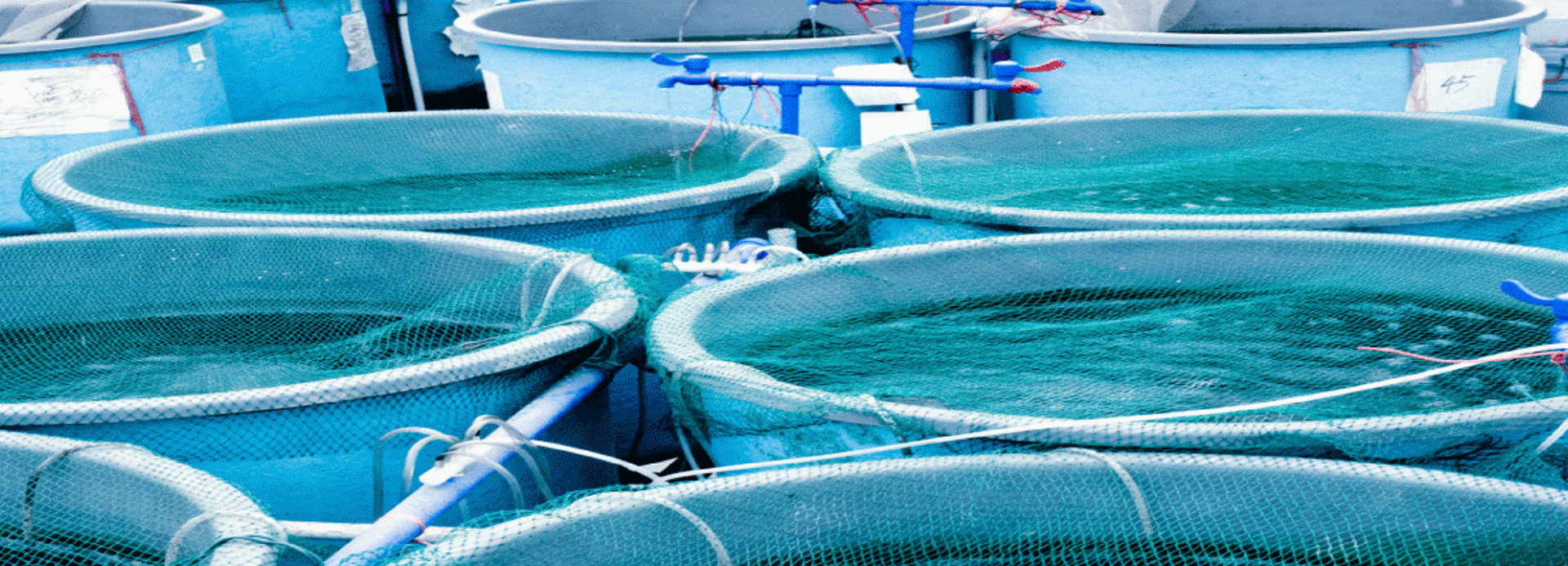 Background image - Shutterstock Web