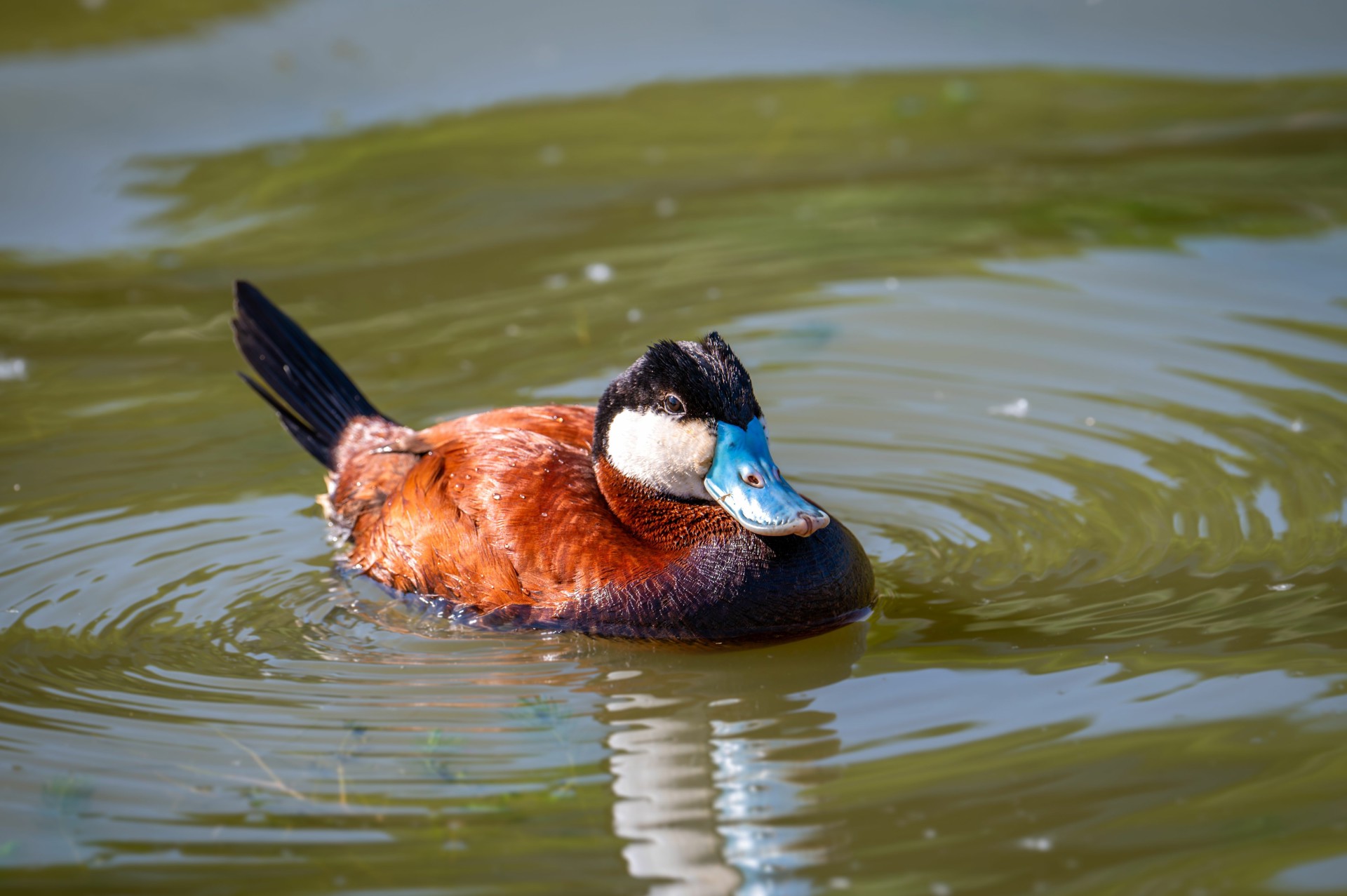 Adobestock 1502801344