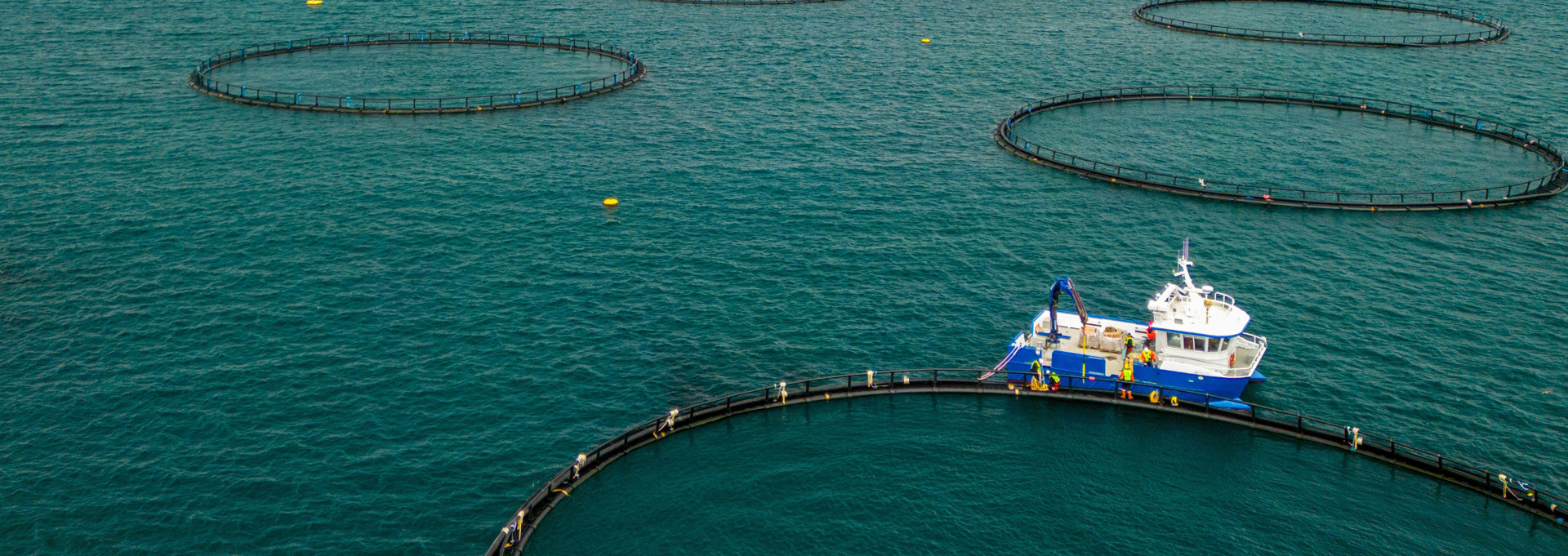 Background image - Fig Image 4 3