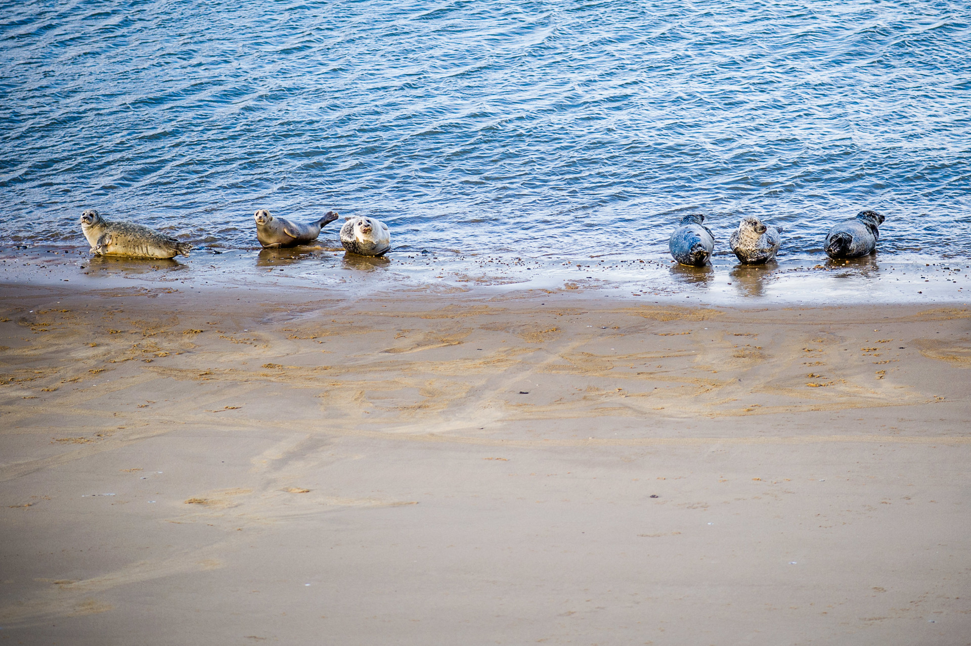 Seals at Great Yarmouth